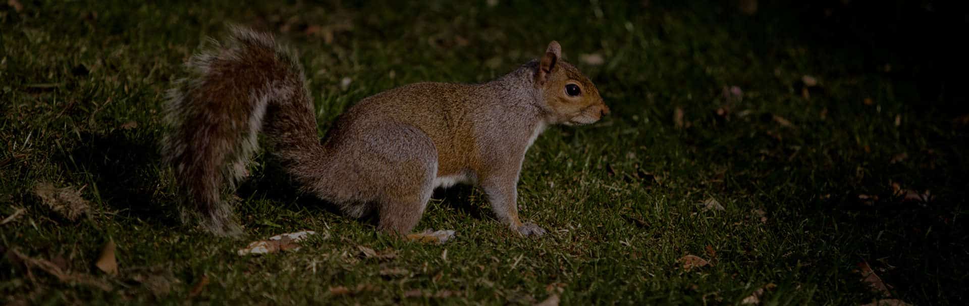 Grey Squirrel Control Service | Squirrel Eradication Scotland