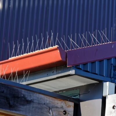 Pigeon Spikes