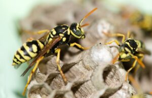 Wasp Nest Removal Wigan