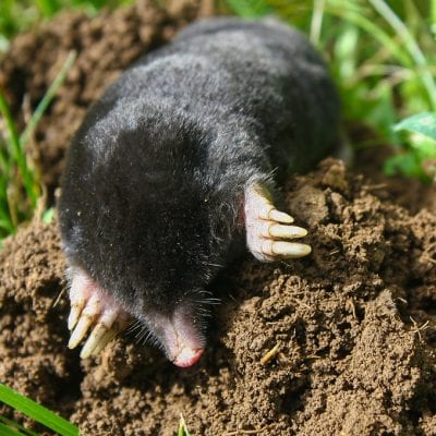 Garden Mole Removal
