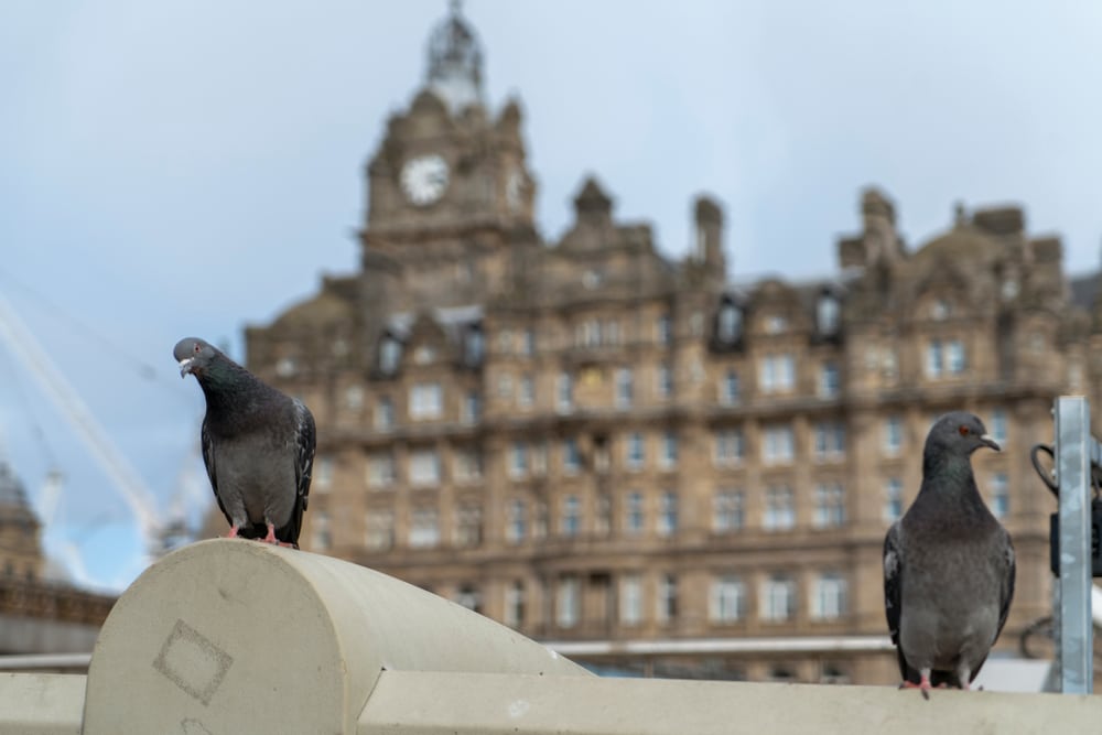 pest control blackpool