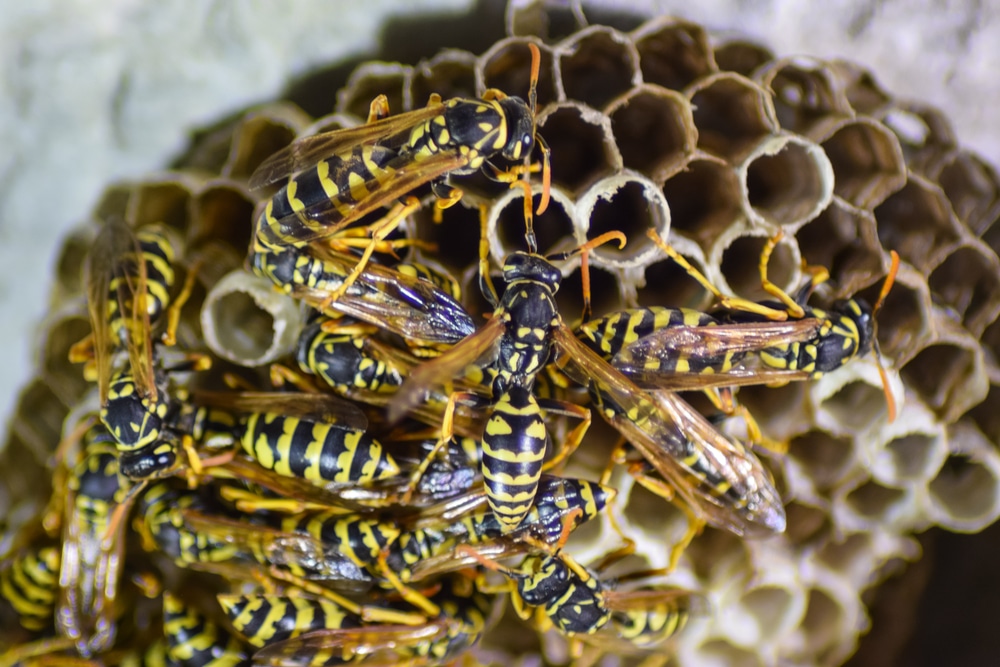 wasp nest removal