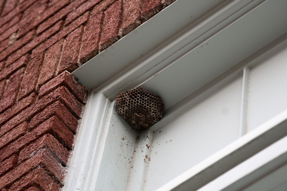 Wasp Nest Removal Perth | Bee Hive & Hornet Control