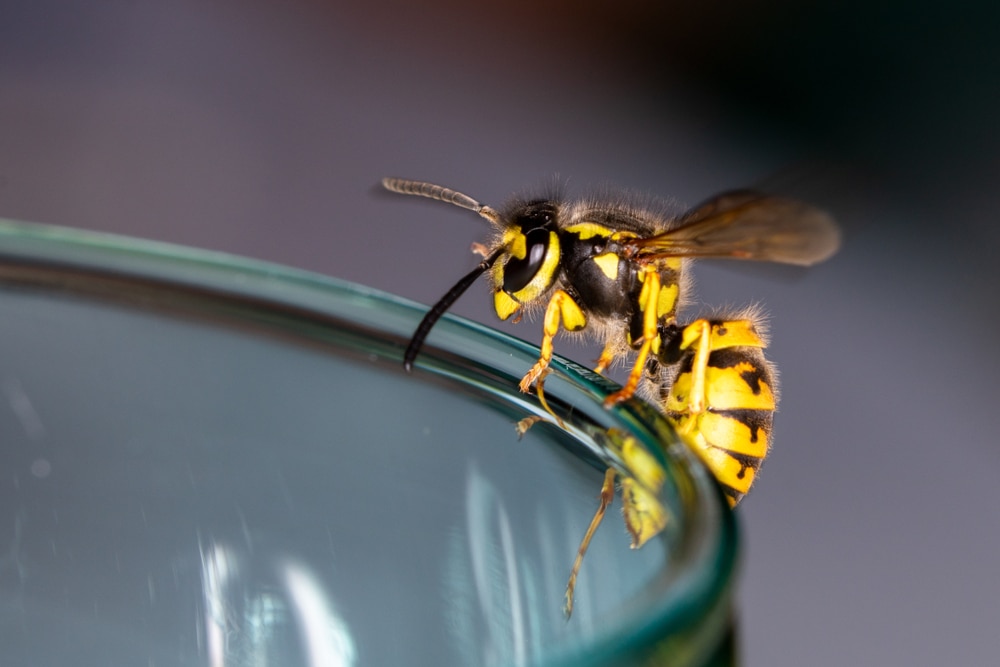 wasp removal