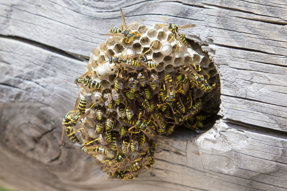 Wasp Nest Removal Hamilton | Bee Hive & Hornet Control