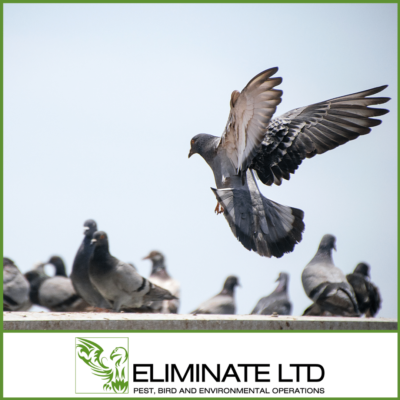 Eliminate Pest Control Chester