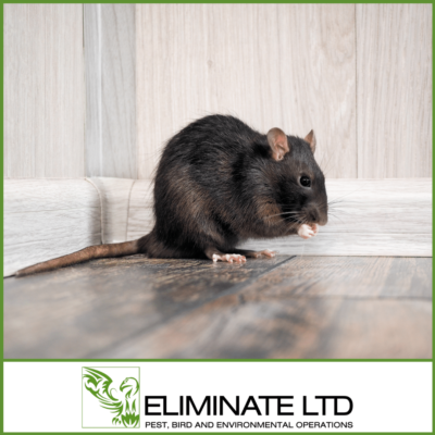 Rodent Removal Chester