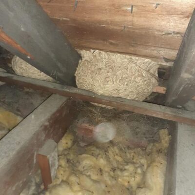 wasp nest removal chester
