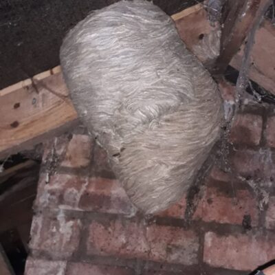 wasp removal chester