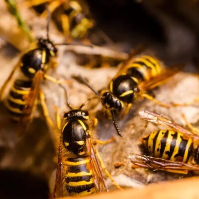 wasp removal chester