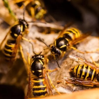 wasp removal dundee