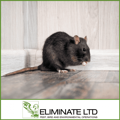 rats and mice hudfersfield