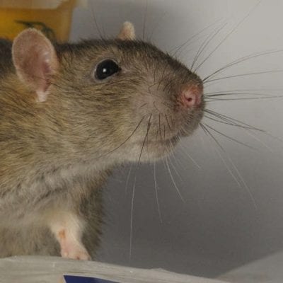 rats and mice huddersfield
