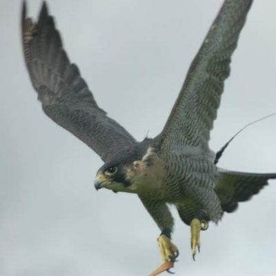 Bird Control Edinburgh