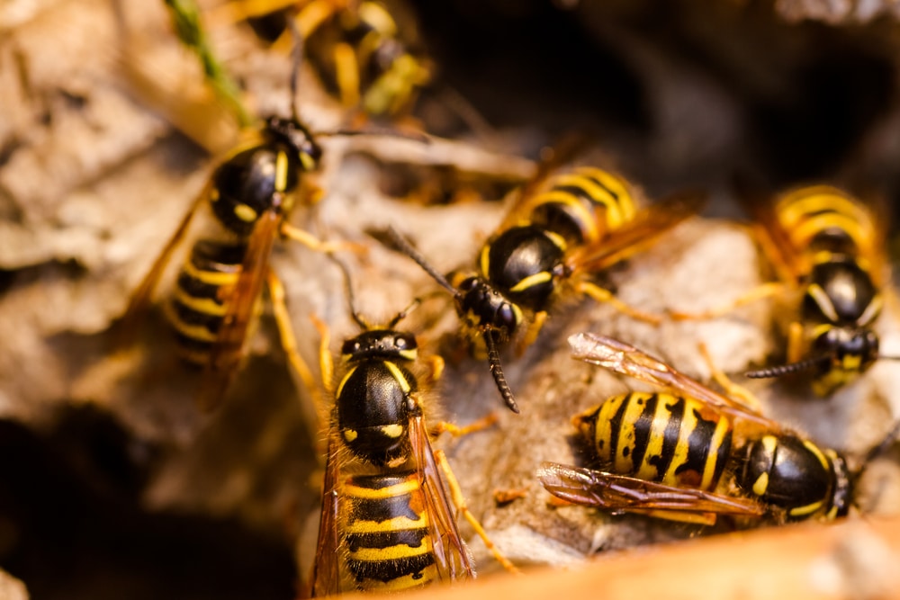 Wasp Exterminator Kirkcaldy