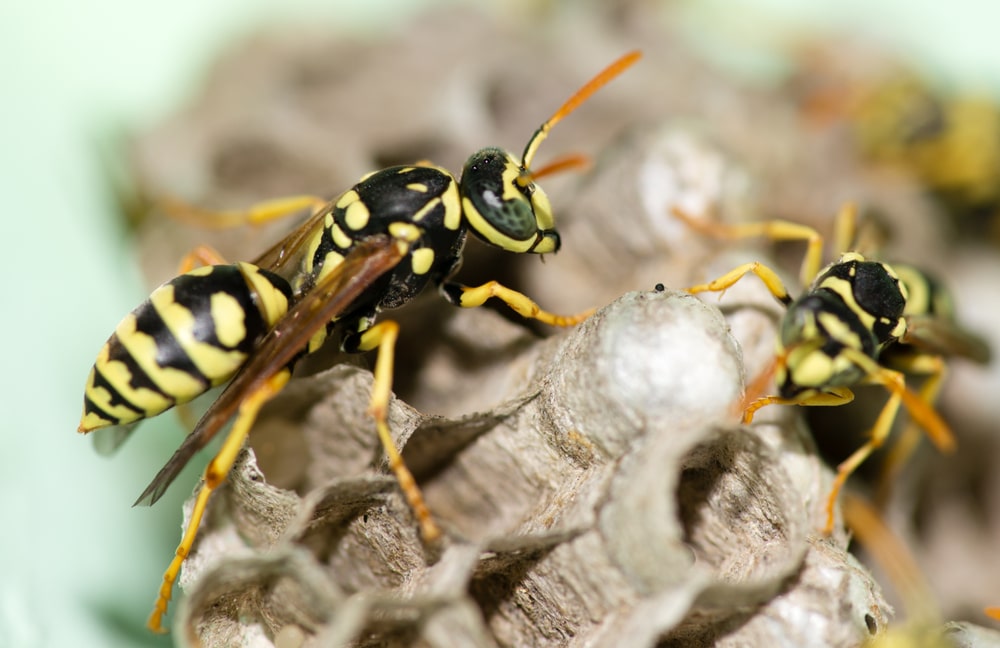 Wasp Nest Removal Kirkcaldy