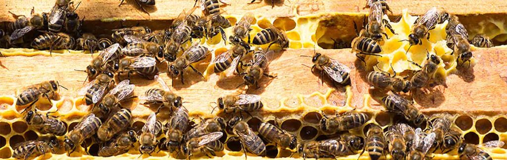 Wasp Removal Poulton Le Fylde