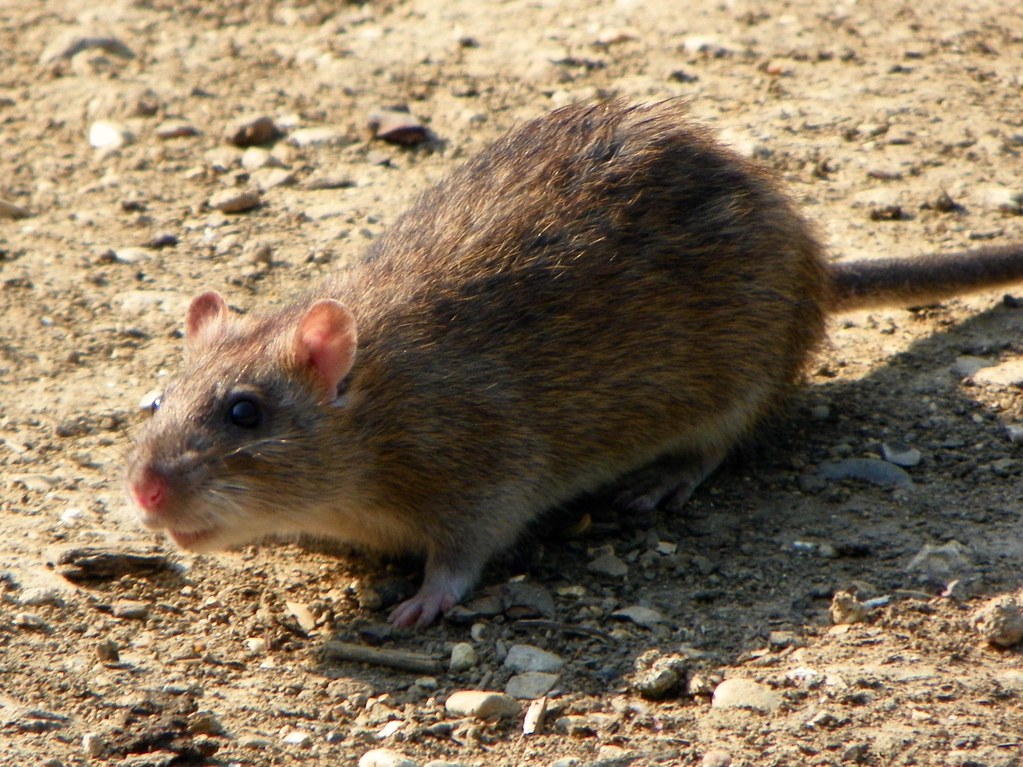 Brown Rat Removal Edinburgh