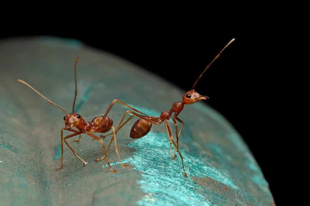 Ant Removal Company