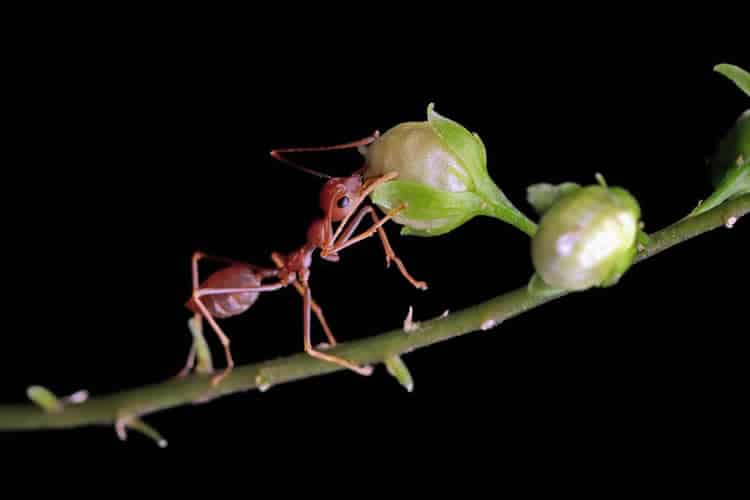 Ant Removal Service