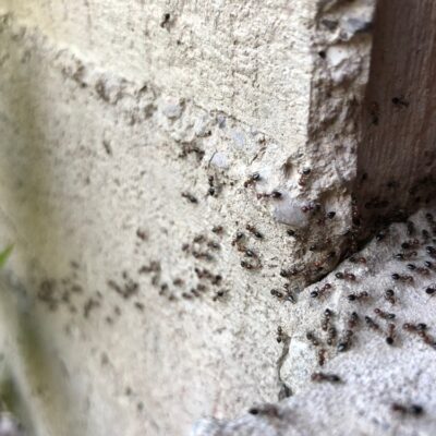 Ant Removals