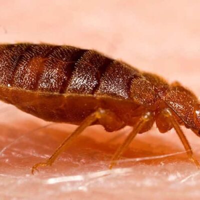 Bed Bugs Pest Control