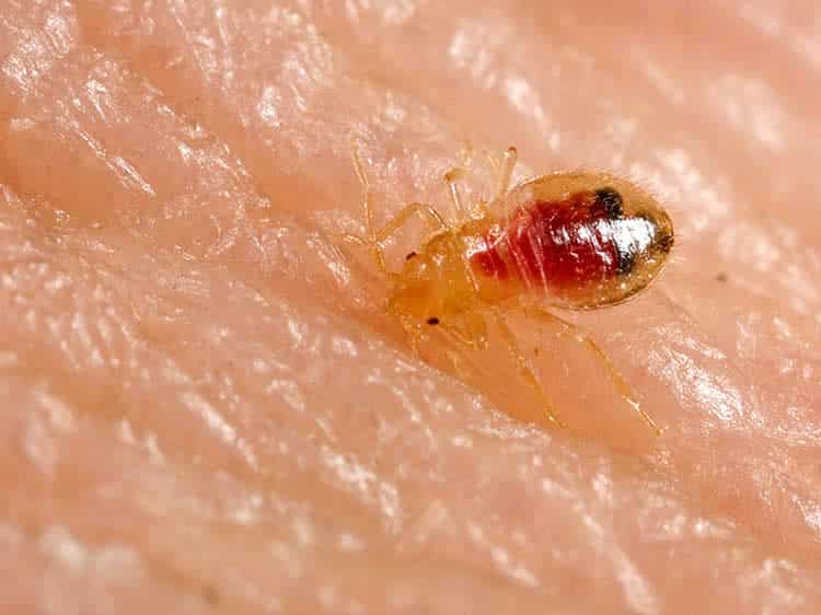 BedBug Elimination