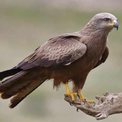Bird of Prey Pest Control