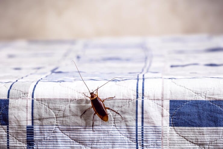 Cockroach Removal