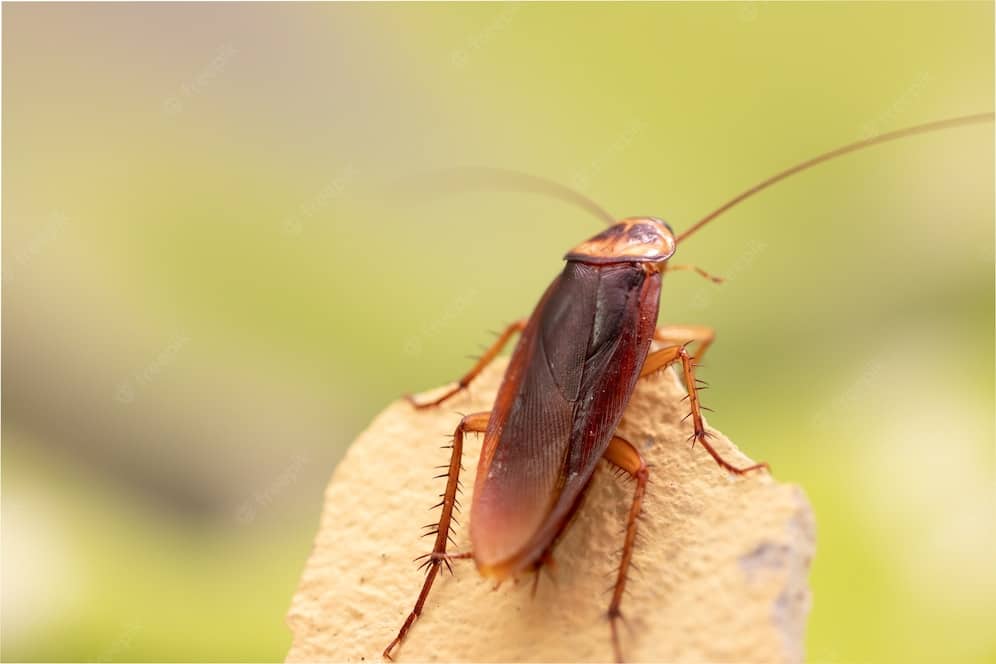 Cockroach Treatment
