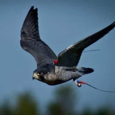 Falcon Bird Deterrent