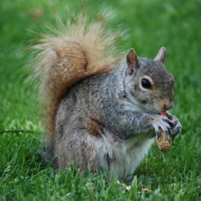 Grey Squirrel Pest Control