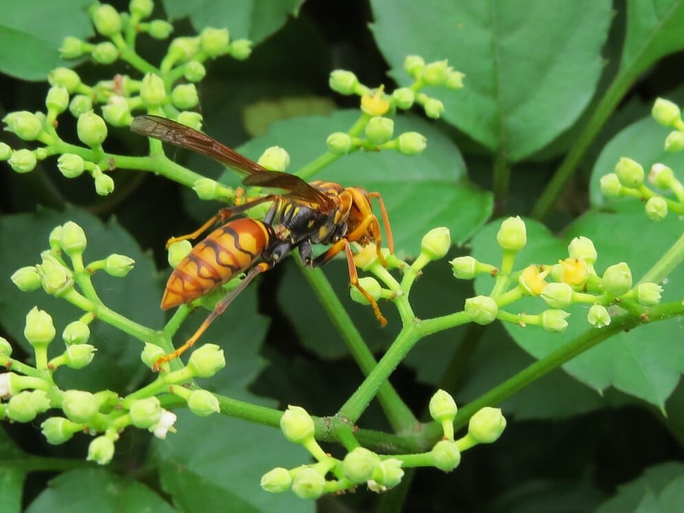 How To Keep Wasps From Coming Back