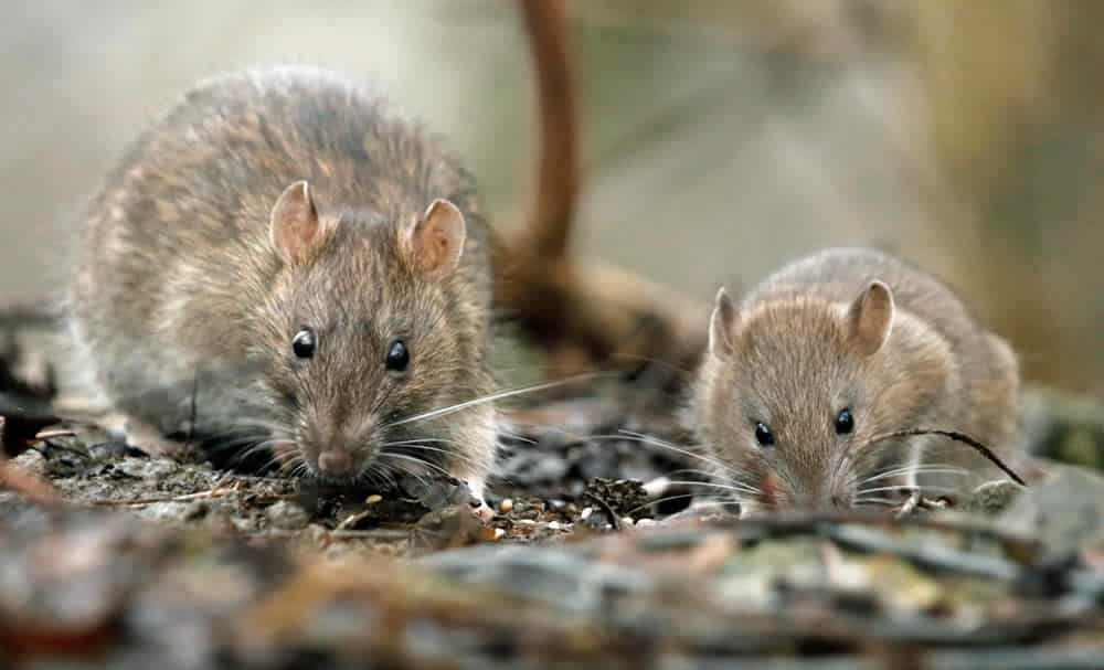 How to get rid of rat urine smell
