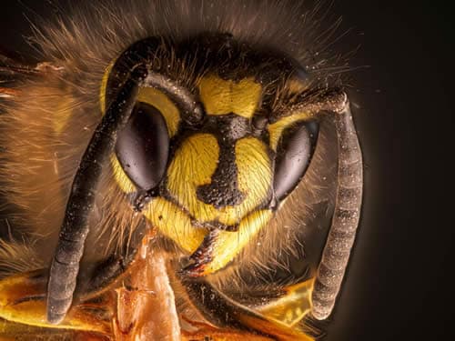 Differences Between A Wasp And A Hornet