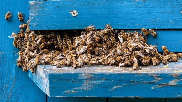 How To Get Rid Of A Wasp Nest In Shed