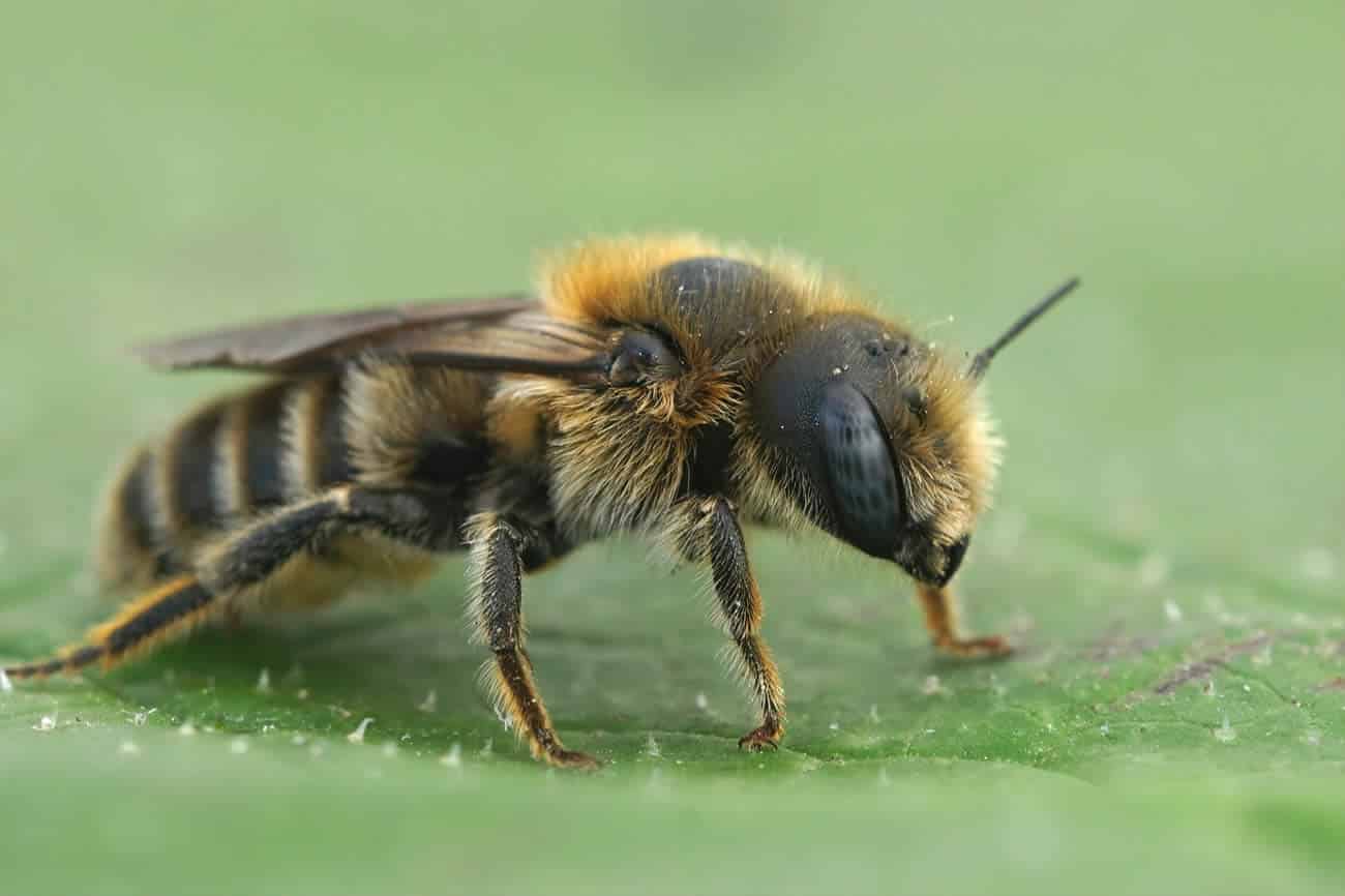 Can Wasps Make A Nest In Your House?