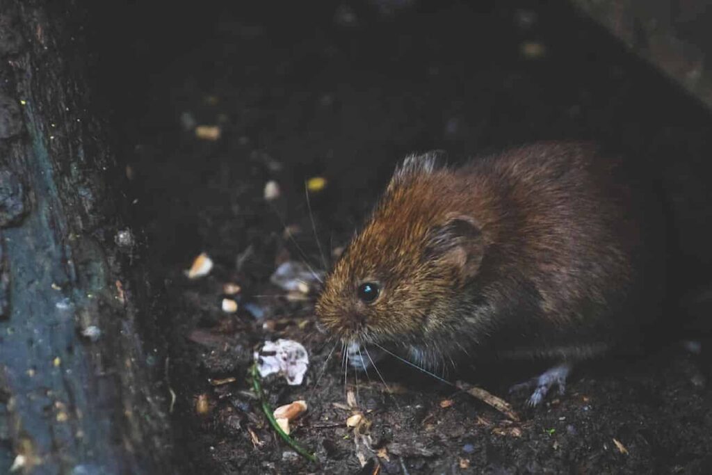 What Diseases Do Rats Carry?