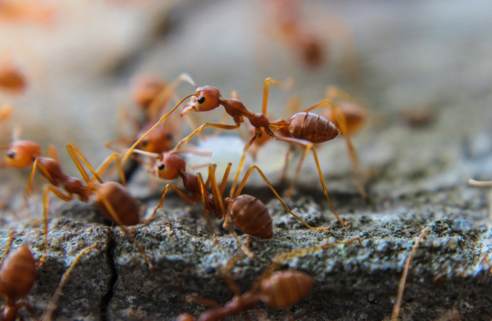 Ant Exterminator Blackburn