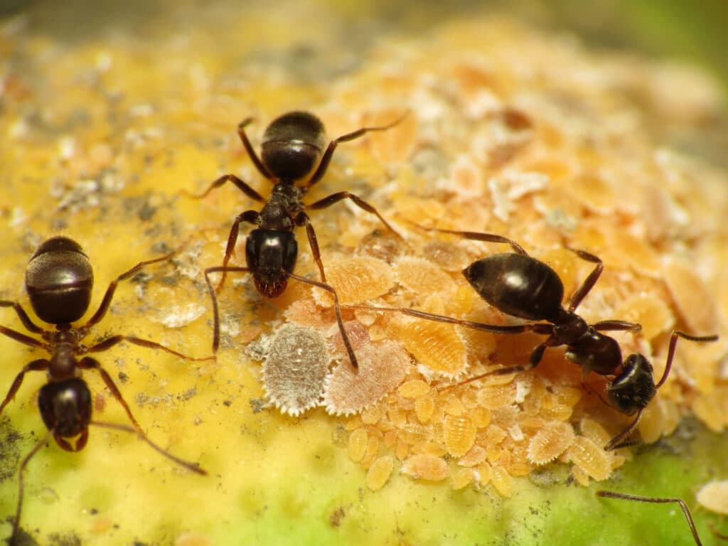 Ant Removal Blackburn