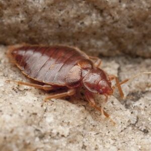 Bed Bug Removal