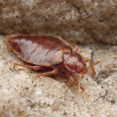 Bed Bug Removal Blackburn