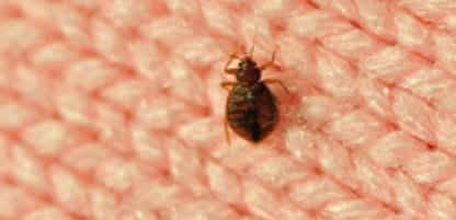 Bed Bug Treatment Blackburn