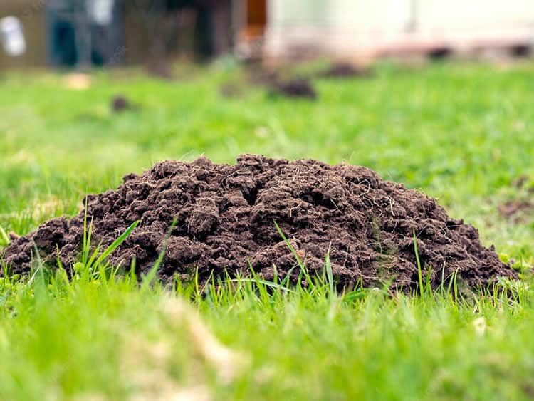 Garden Mole Removal Blackburn