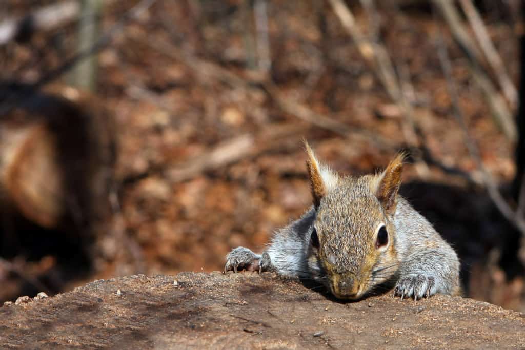 Grey Squirrel Removal Blackburn