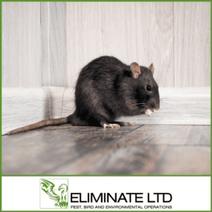 Pest Control Blackburn