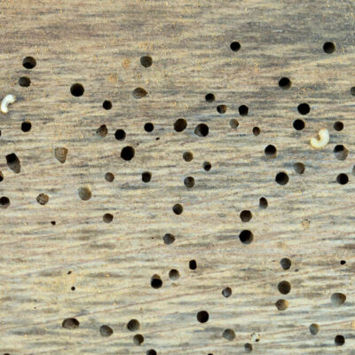 Woodworm Treatment Scotland