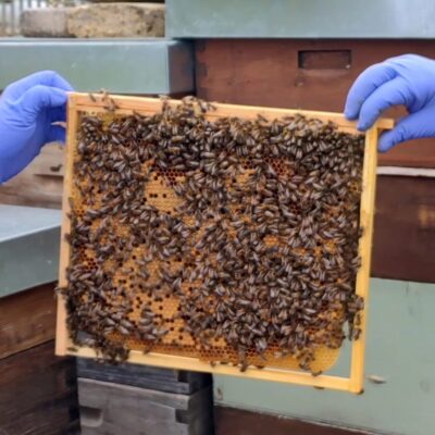 Bee frame in apiary