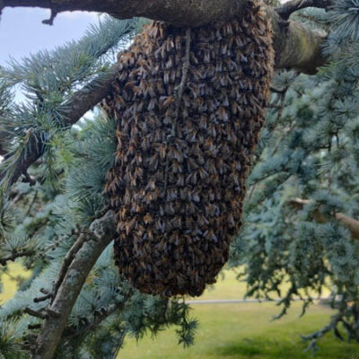 Bee Swarm Removal