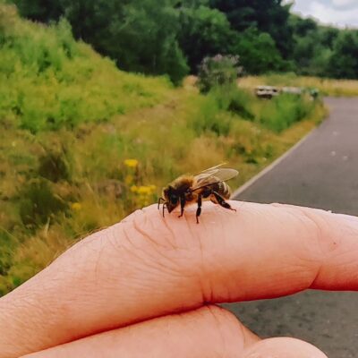 Honey Bee